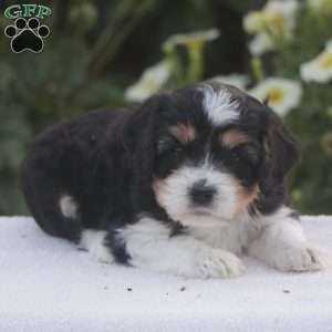 Boone, Cavapoo Puppy